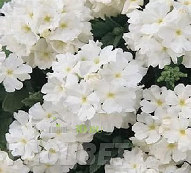 Вербена крупноцветковая White белая в подвесном кашпо d-23 см