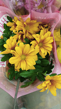 Хризантема темно-желтая d-13 см